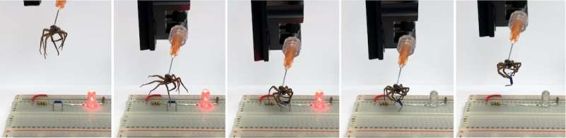 Rice engineers get a grip with ‘necrobotic’ spiders