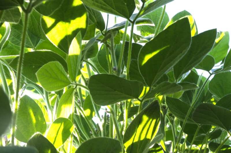 RIPE researchers prove bioengineering better photosynthesis increases yields in food crops for the first time ever
