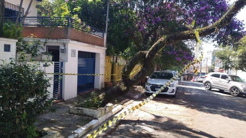 Risk of urban tree falls is influenced by building height and neighborhood age, Brazilian study shows