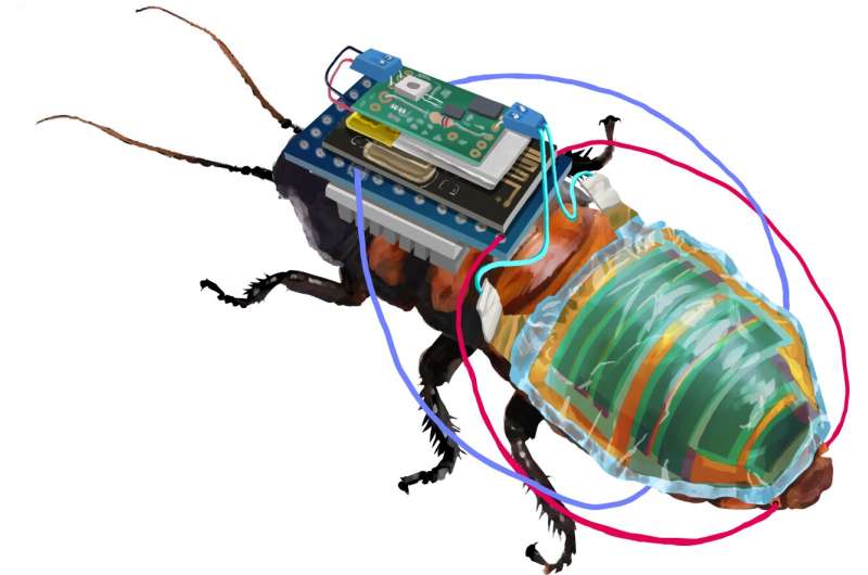 Robo-bug : un cafard cyborg rechargeable et contrôlable à distance