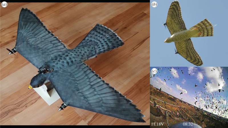 RobotFalcon found to be effective in chasing off flocks of birds around airports