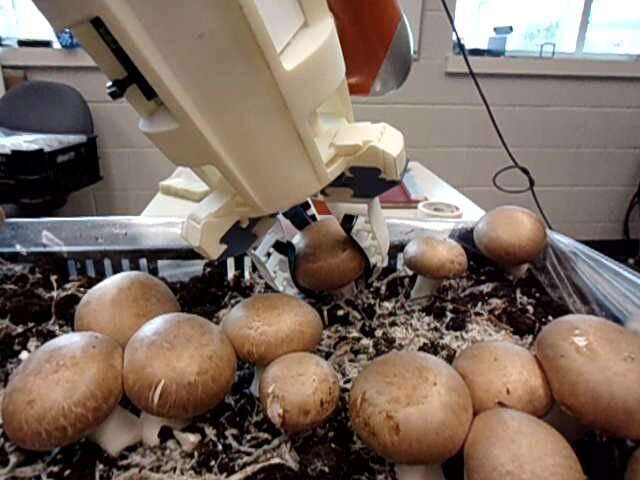 Robotics researcher revolutionizes mushroom harvesting