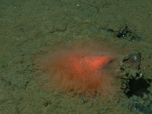 Robots documenting deep-sea biodiversity reveal a spectacular spaghetti worm