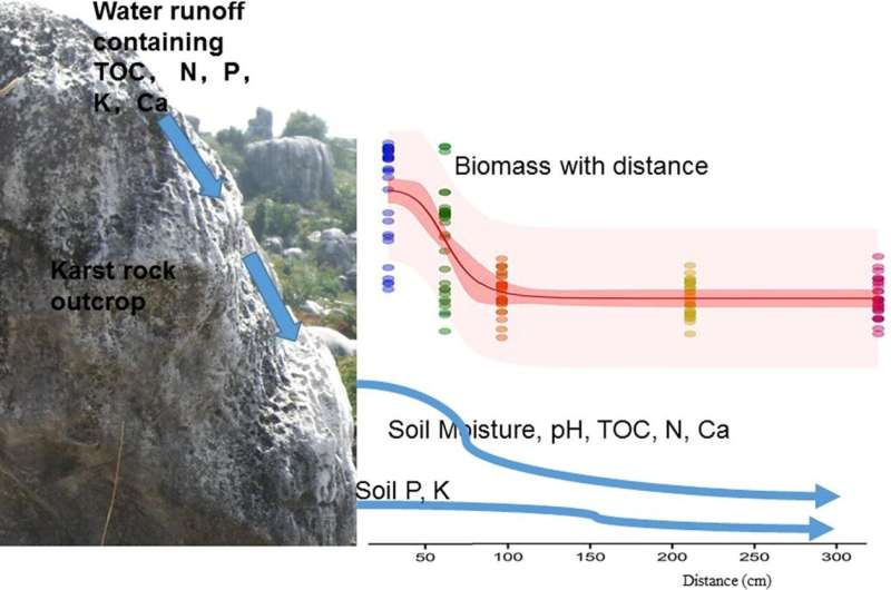 Rock outcrops influence adjacent soils and plant growth at fine scales in karst areas