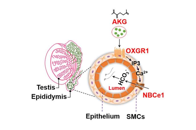 Role of α-ketoglutarate acid （AKG）and its receptor OXGR1 in male sperm maturation