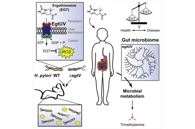 Role of nutrient may reveal dietary target in fight against microbial infections