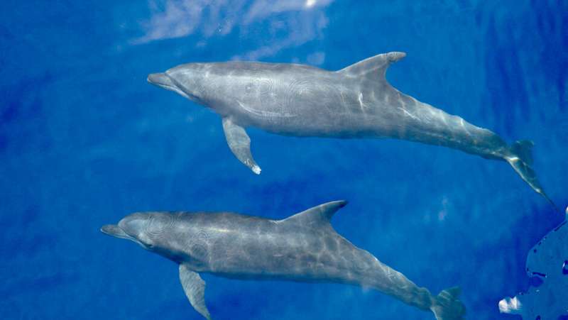 Rosenstiel marine researcher identifies new bottlenose dolphin subspecies