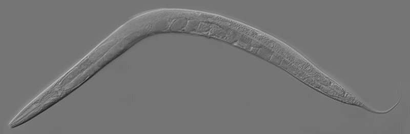 Roundworms offer new insights into Bardet-Biedl syndrome