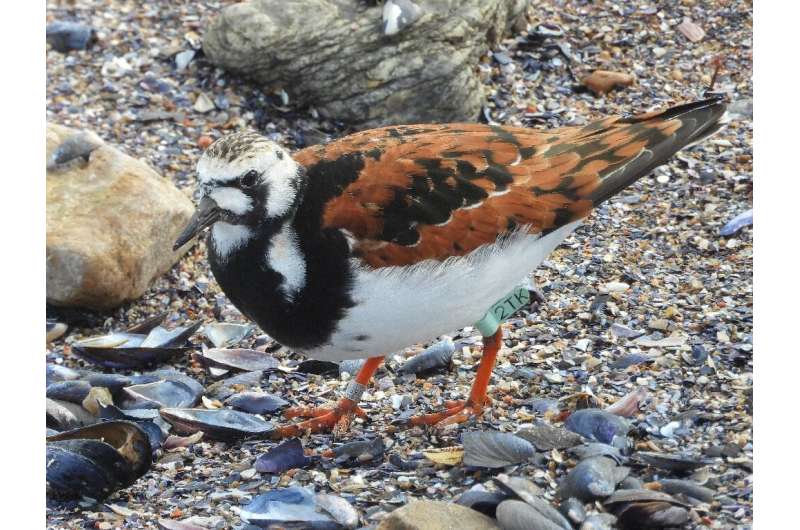 Ruddy turnstone 2TK can be recognised by his ankle band