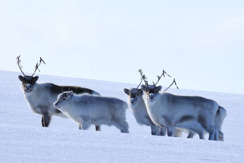 Rudolf is coping with climate change better than feared - for now