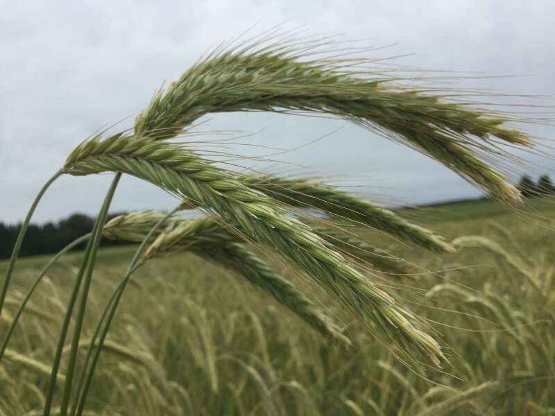 Ryes to the occasion: Exploring how winter rye varieties can suit different climates