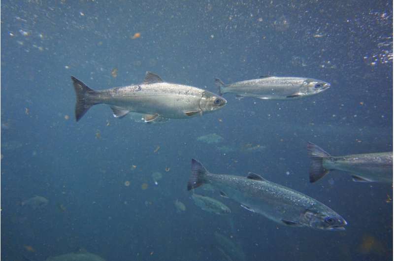 'Safety in numbers' tactic keeps Pacific salmon safe from predators