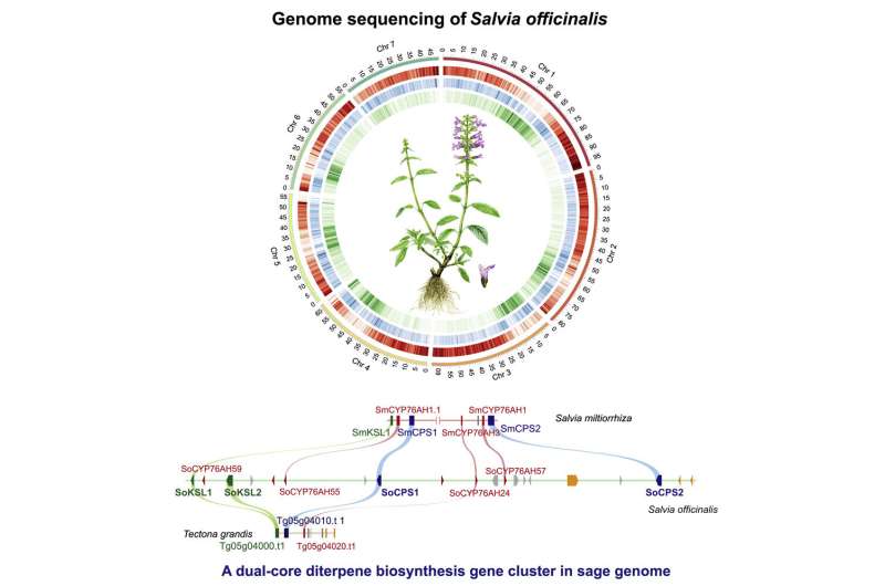 Sage genome provides insight into evolution of diterpenoids of medicinal interest