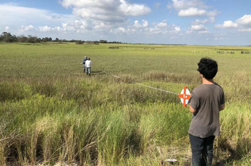 Salt marsh grass on Georgia's coast gets nutrients for growth from helpful bacteria in its roots