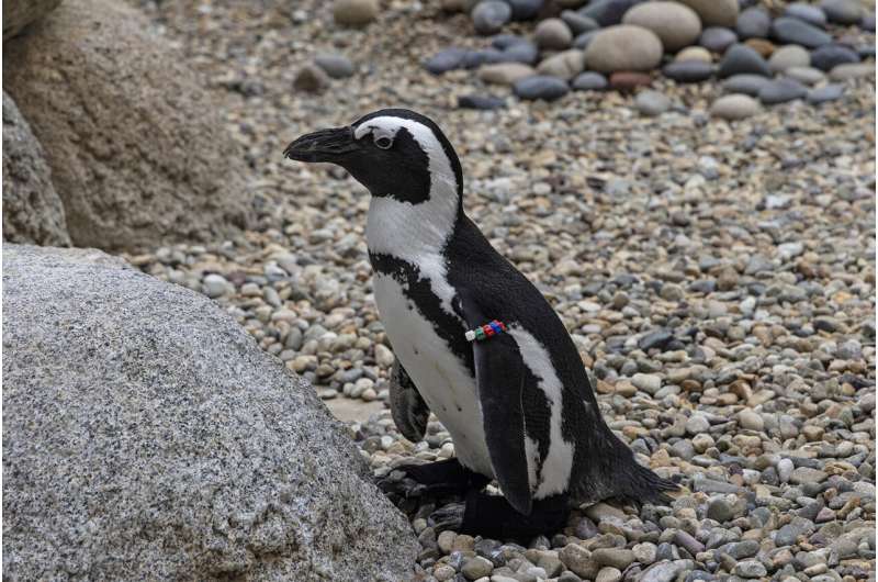 San Diego Zoo penguin fitted with orthopedic footwear (Update)
