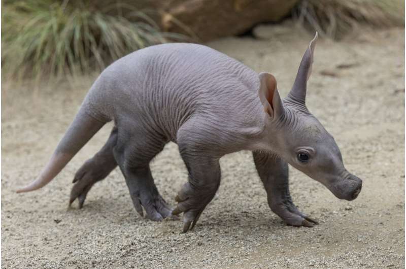 San Diego Zoo welcomes 1st aardvark birth in years