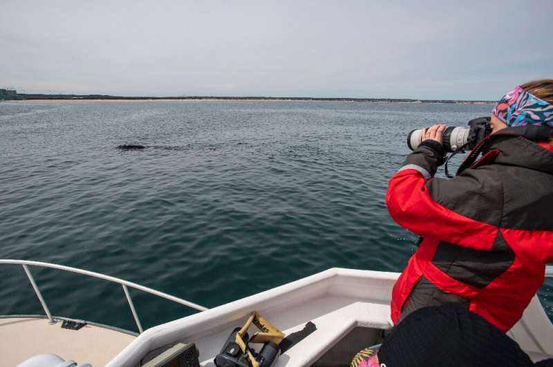 Sara Pokelwaldt, 23, photographs a right whale  during a research expedition with the Center for Coastal Studies (NOAA permit 25