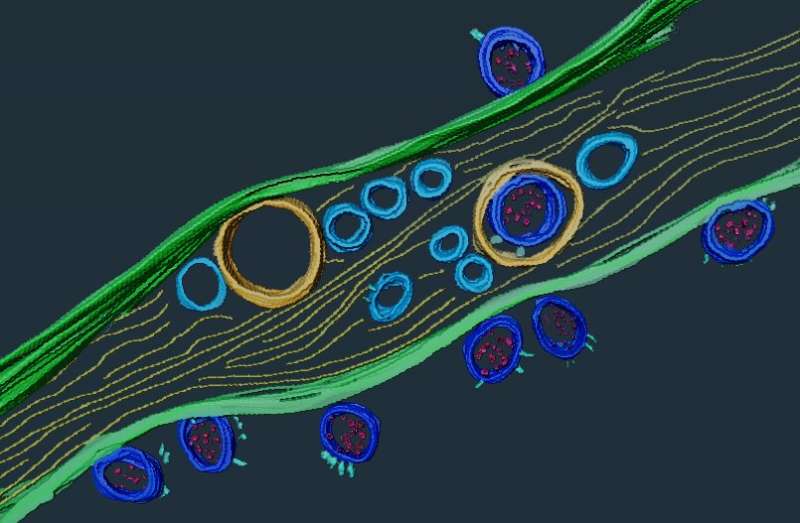 SARS-CoV-2 hijacks nanotubes between neurons to infect them