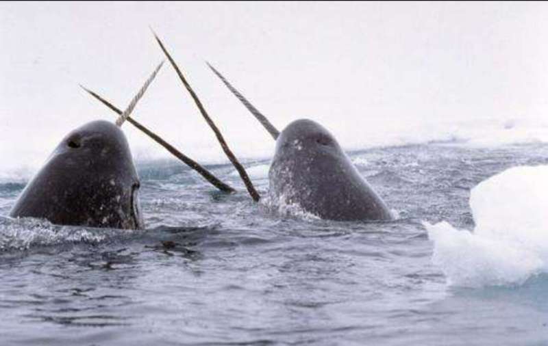 Satellite telemetry data shows narwhals altering seasonal migration patterns in response to climate change