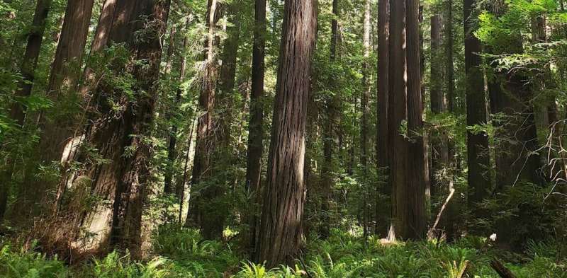 Satellites detect no real climate benefit from 10 years of forest carbon offsets in California