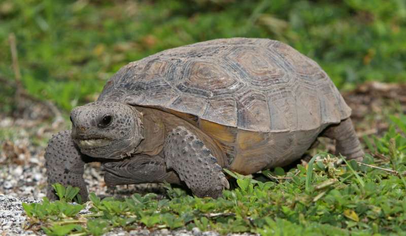 Saving Florida’s gopher tortoises: Group rescues reptiles from death by development
