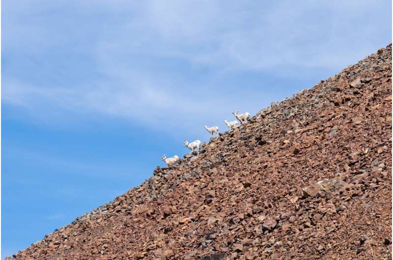 Savvy sheep: new research explores flexible decision-making for bighorn sheep migration