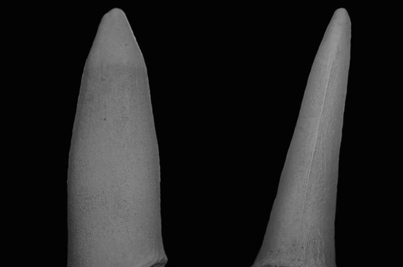 Sawfish fossils suggest teeth likely evolved from body scales in ancient fish
