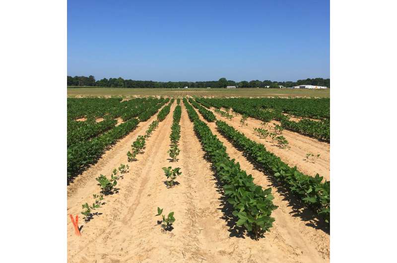 Science of the super-small helps soybean growers and the environment