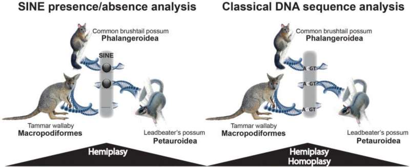 Scientific team reveals the correct evolutionary relationships among possums