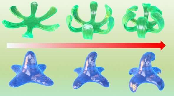 Scientists bioprint tissue-like constructs capable of controlled, complex shape change