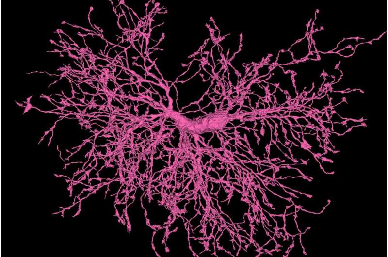 Scientists capture detailed snapshots of mouse brain cells nibbling on neurons