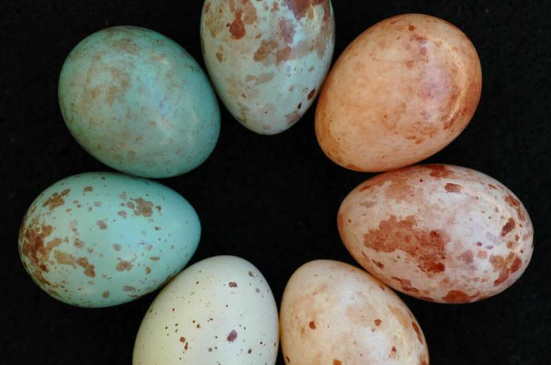 Scientists have identified the evolutionary egg shell