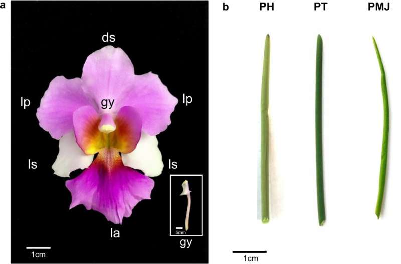 Scientists crack the genome of Singapore's national flower