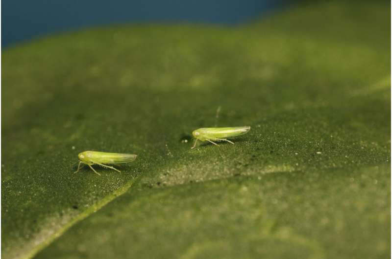 Scientists decode chemical defense against plant sap-sucking leafhoppers
