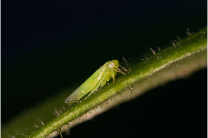 Scientists decode chemical defense against plant sap-sucking leafhoppers
