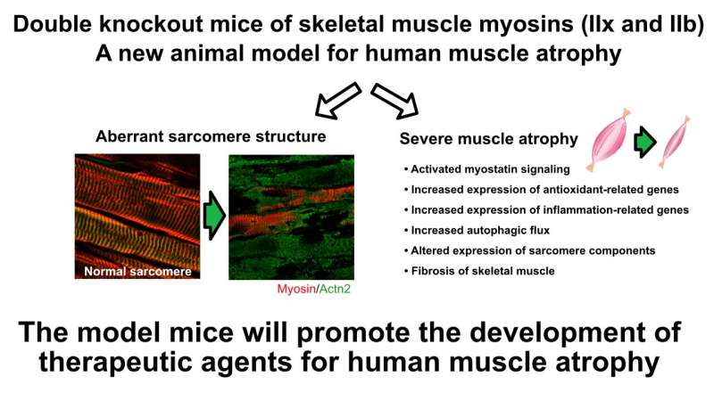 Scientists demonstrate severe muscle atrophy in postnatal mice lacking two critical myosins thumbnail