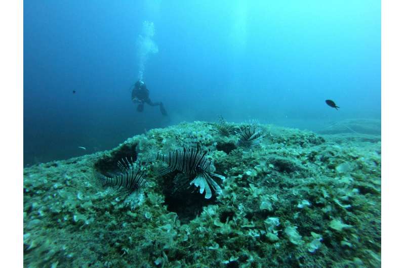 Scientists plan to control the number of lion fish in the Middle East