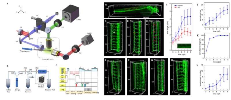 Scientists develop high-throughput zebrafish 3D imaging system for heterogeneous studies