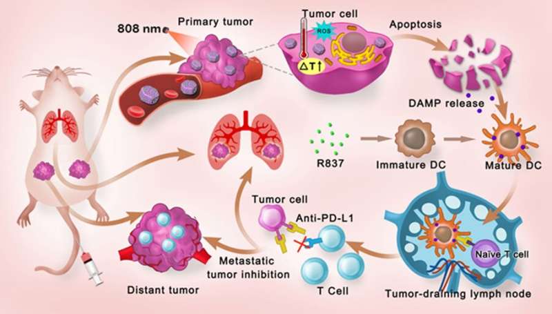 Wetenschappers ontwikkelen door licht geactiveerd multifunctioneel nanoplatform voor efficiënte foto-immunotherapie bij kanker