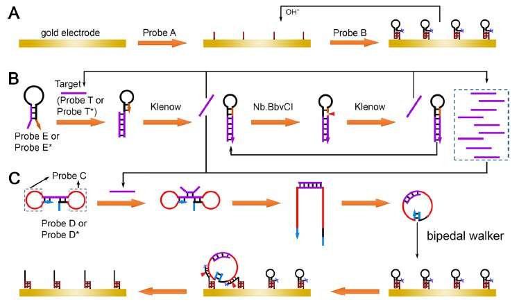 Scientists develop novel circulating tumor DNA biosensor