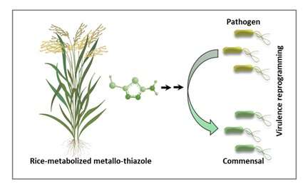 Scientists discover a new form of pesticide that neutralises pathogens attacking rice