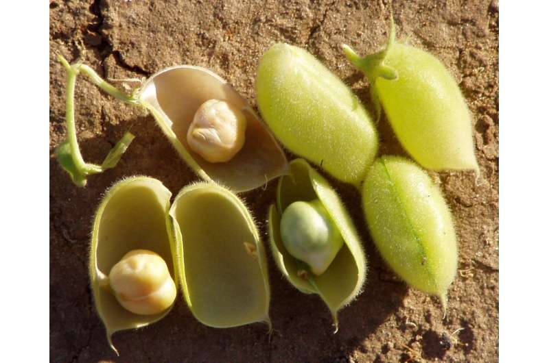 Scientists discover evidence of major genes influencing flowering time in chickpeas