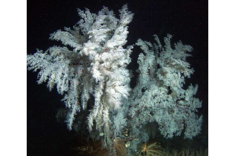 Scientists discover five new species of black corals living thousands of feet below the ocean surface near the Great Barrier Ree