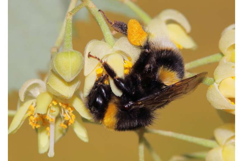 Scientists discover how bees activate natural medicine against parasite infection during pollination