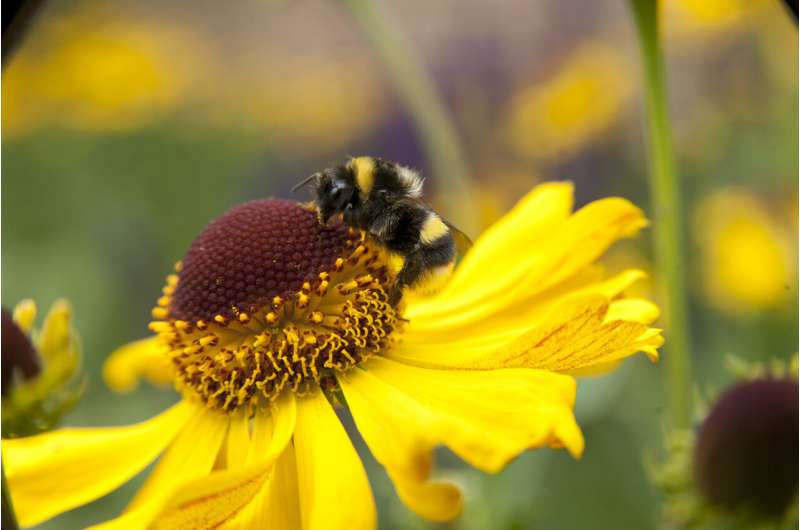 Científicos descubren cómo las abejas activan la medicina natural contra la infección parasitaria durante la polinización