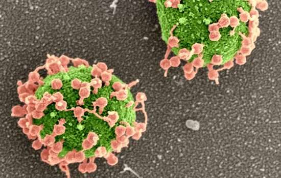 Scientists discover new phage therapy combination to combat antibiotic-resistance