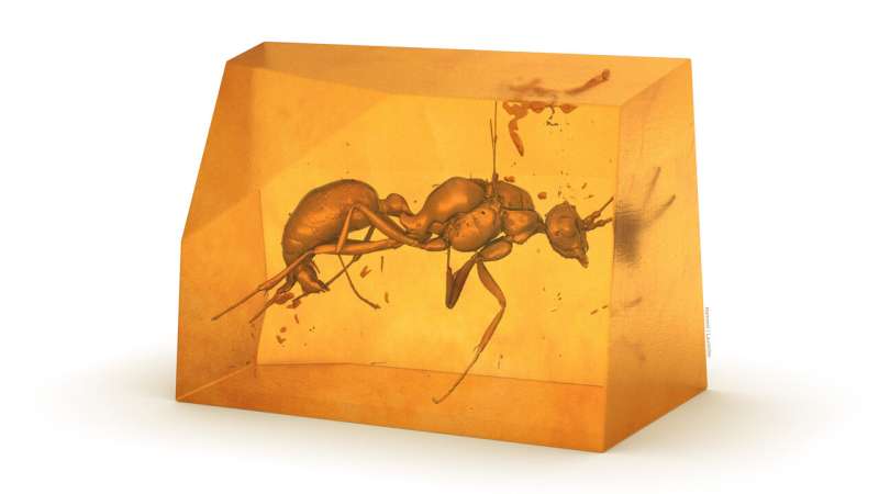 Scientists discover new ant species