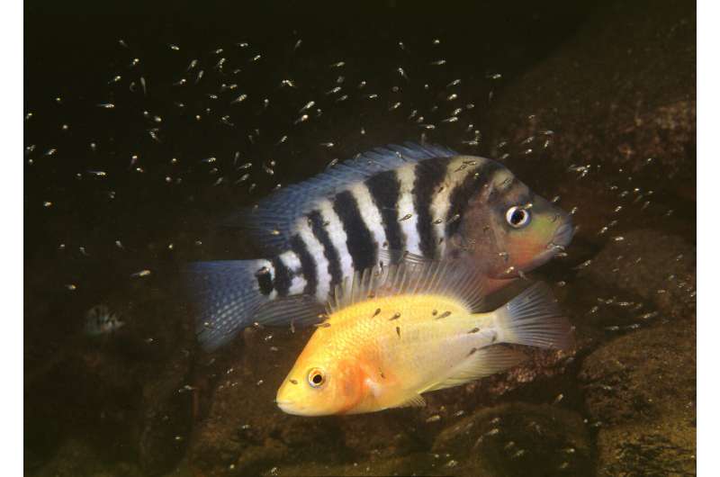 Scientists discover the gene that codes for the gold coloration of Midas cichlids