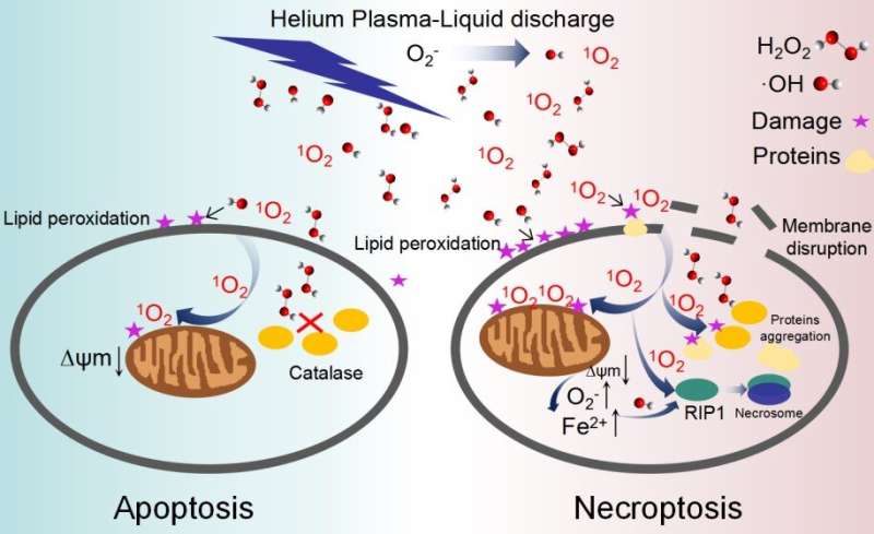 Scientists find key role of singlet oxygen in synergistic antimicrobial mechanism