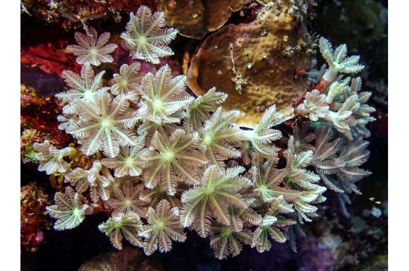 Scientists Find Sea Corals Are Source of Sought-After “Anti-Cancer” Compound